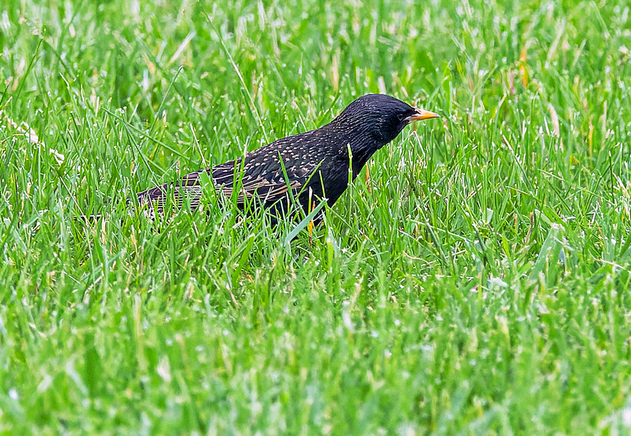 European Starling - Kristine Mika