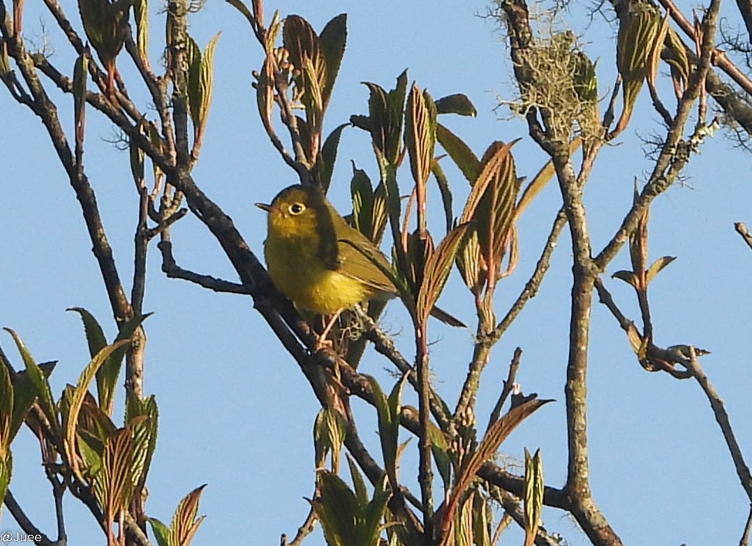 Whistler's Warbler - ML619481911