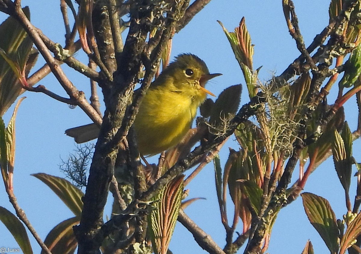 Whistler's Warbler - ML619481912