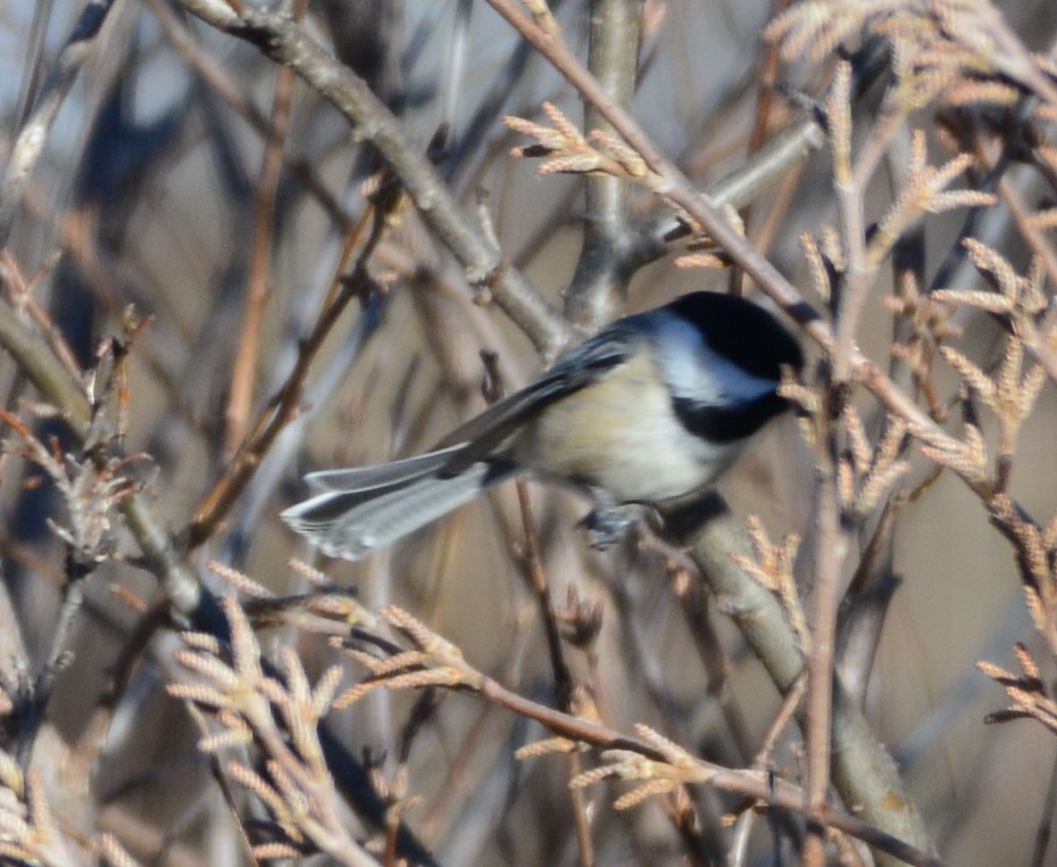 Black-capped Chickadee - Anonymous