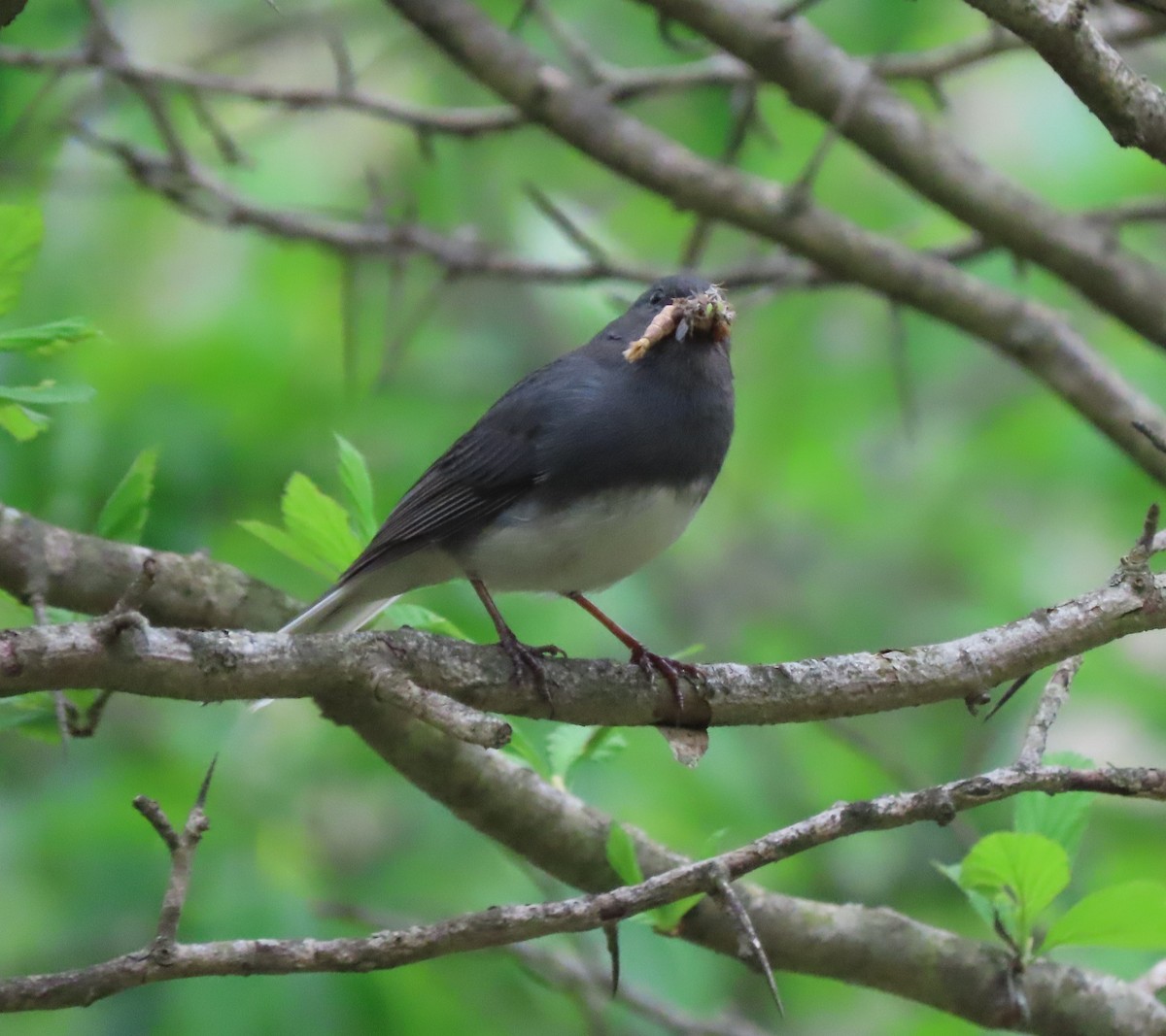 Dark-eyed Junco - Lori Arent