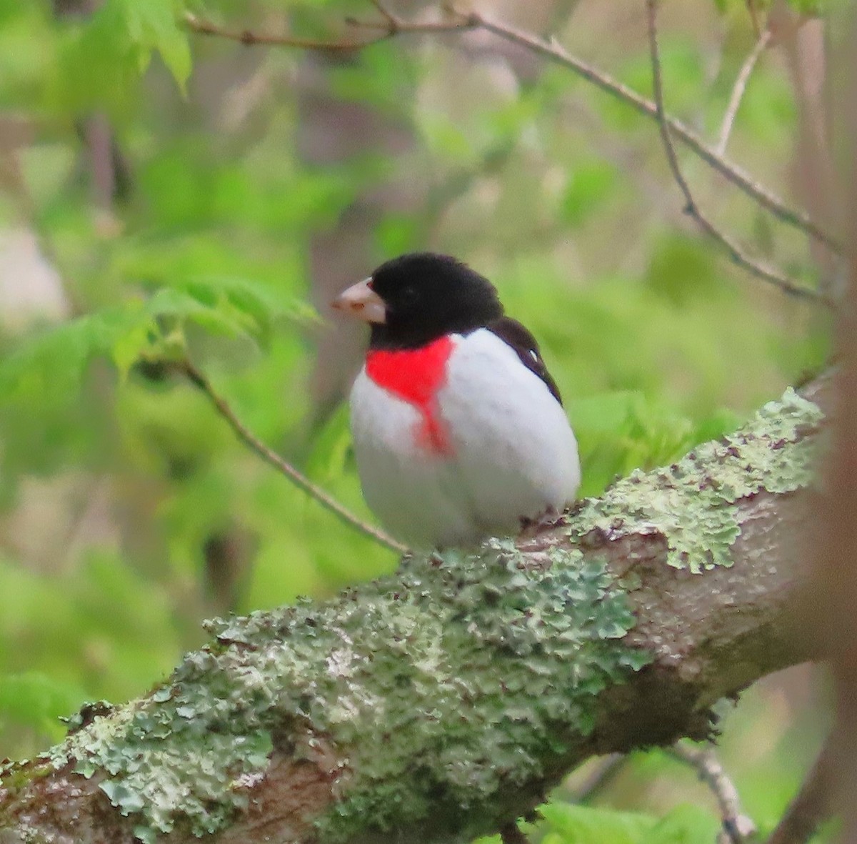 Rose-breasted Grosbeak - Lori Arent