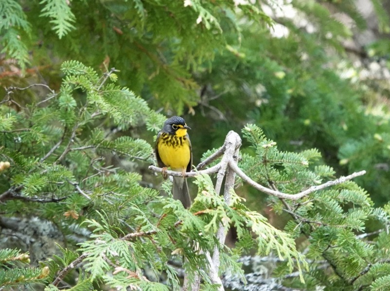 Canada Warbler - Pierre Fradette