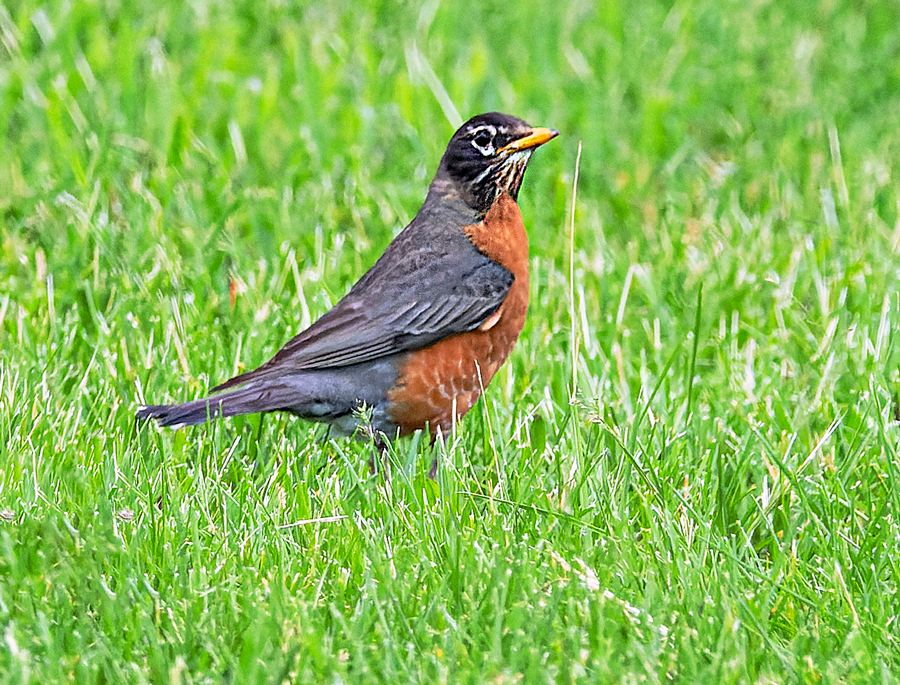 American Robin - Kristine Mika