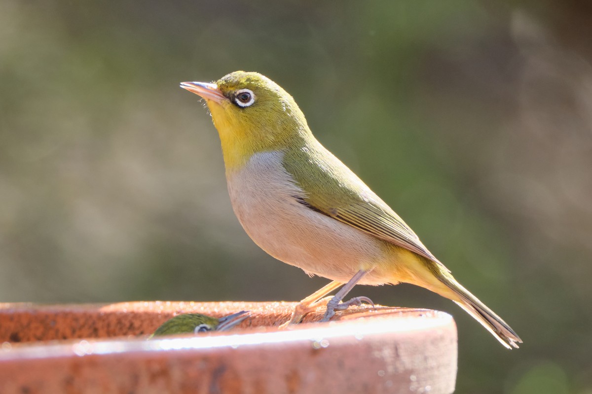 Silvereye - jessie lewin