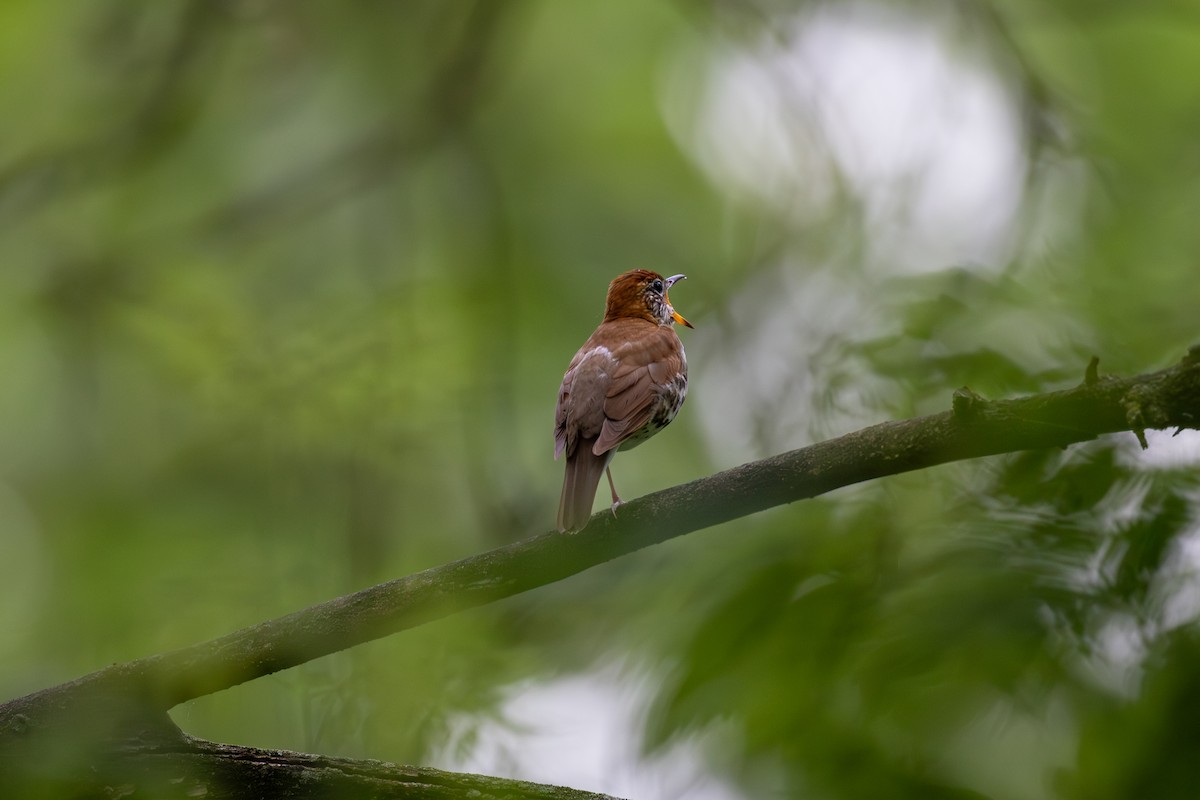 Wood Thrush - Billy Tran