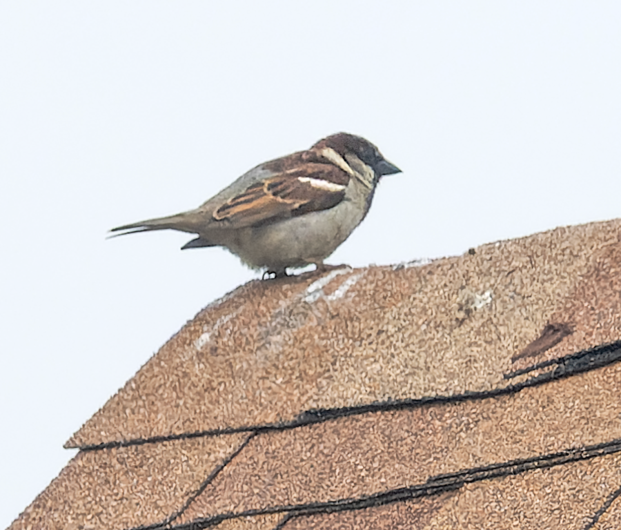 House Sparrow - Kristine Mika