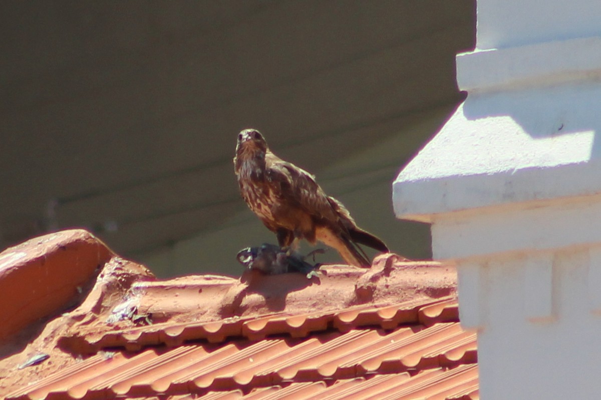 Common Buzzard - Miguel Appleton