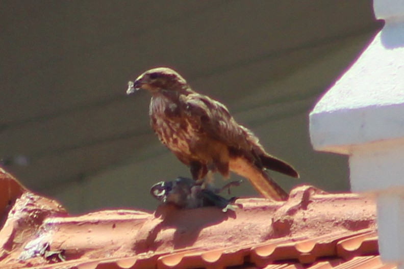 Common Buzzard - Miguel Appleton