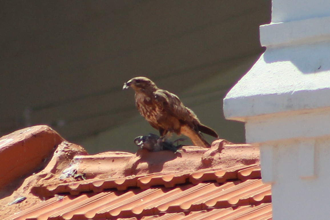 Common Buzzard - Miguel Appleton