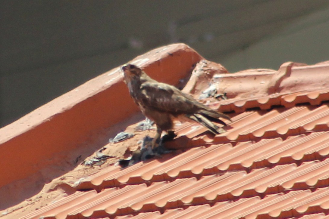 Common Buzzard - Miguel Appleton