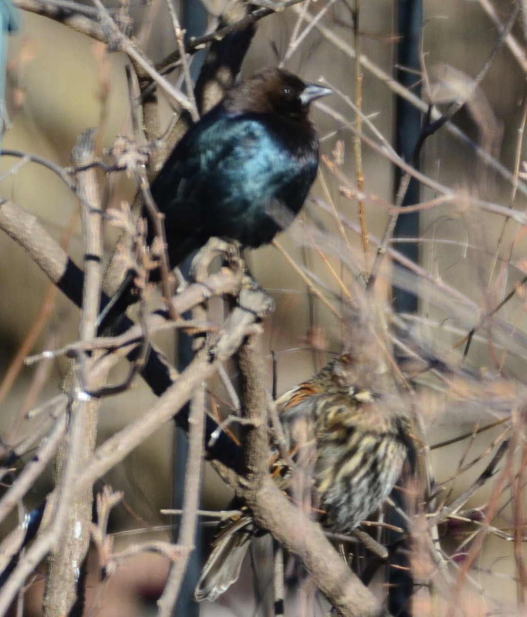 Brown-headed Cowbird - Anonymous