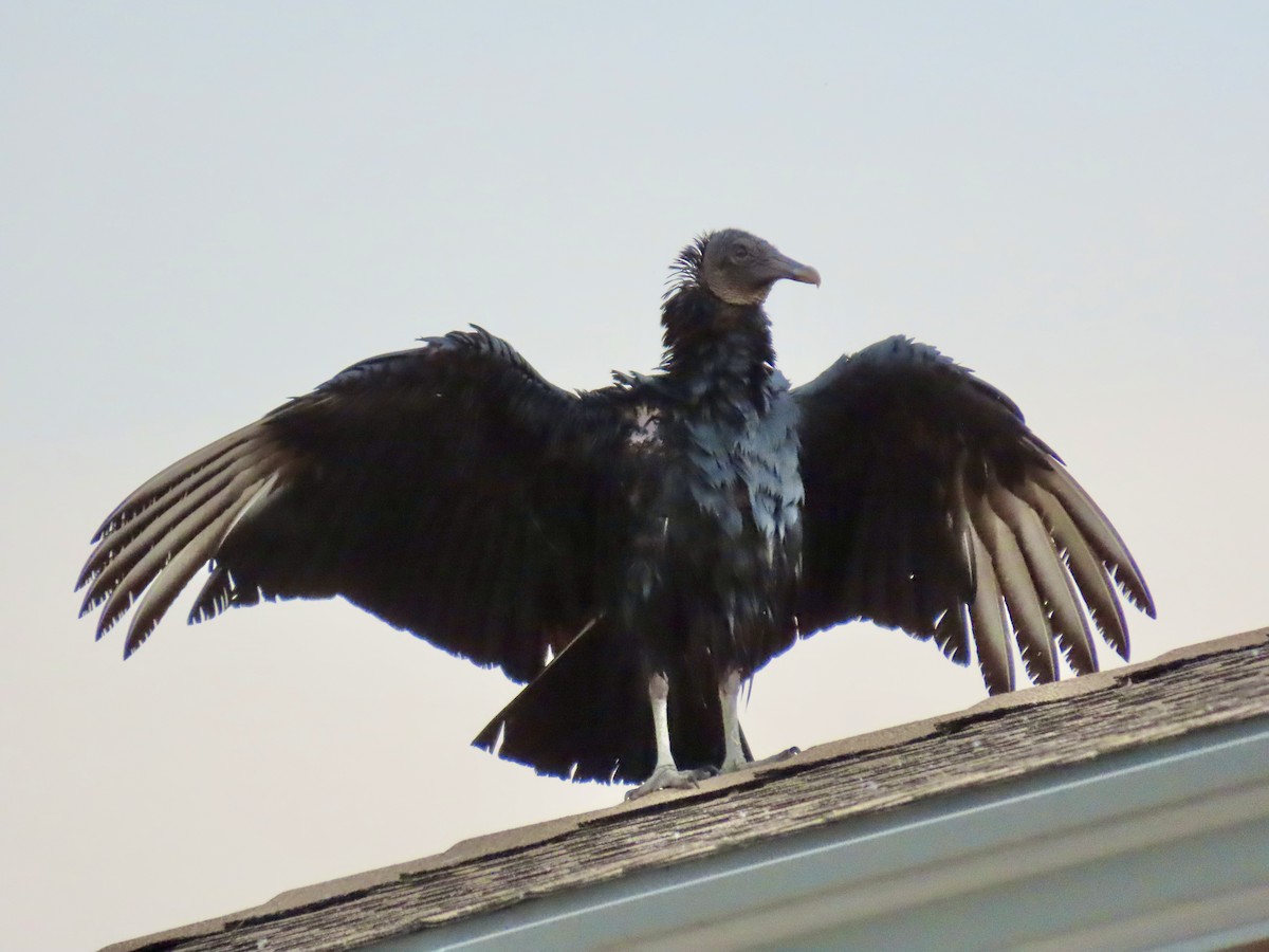 Black Vulture - LouAnn O'Hora
