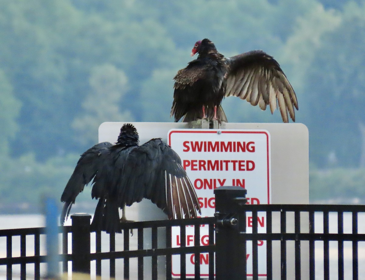 Turkey Vulture - ML619481994