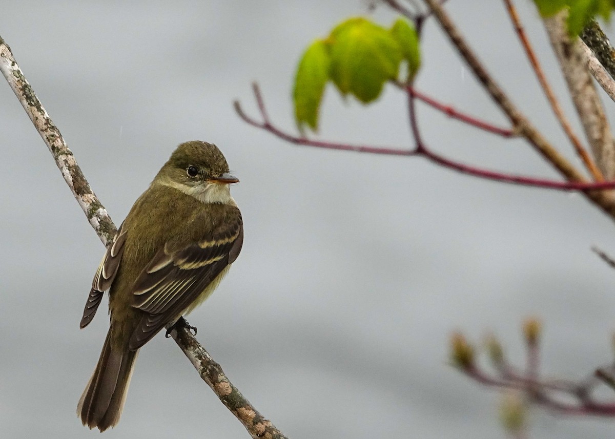 Alder Flycatcher - Denisette Laf