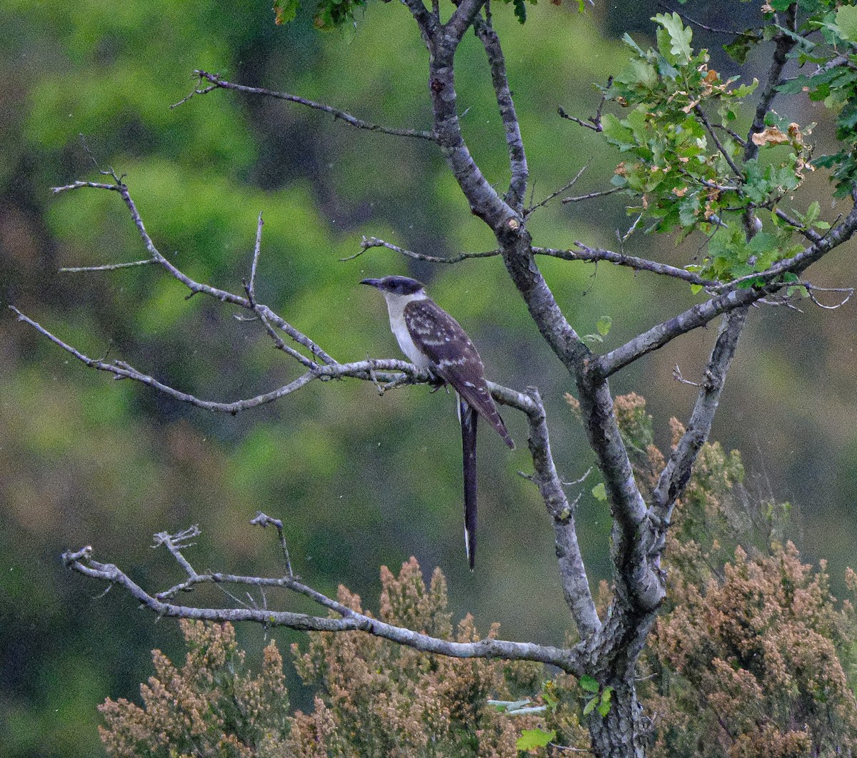 Great Spotted Cuckoo - Abbas Murat Çalışkan