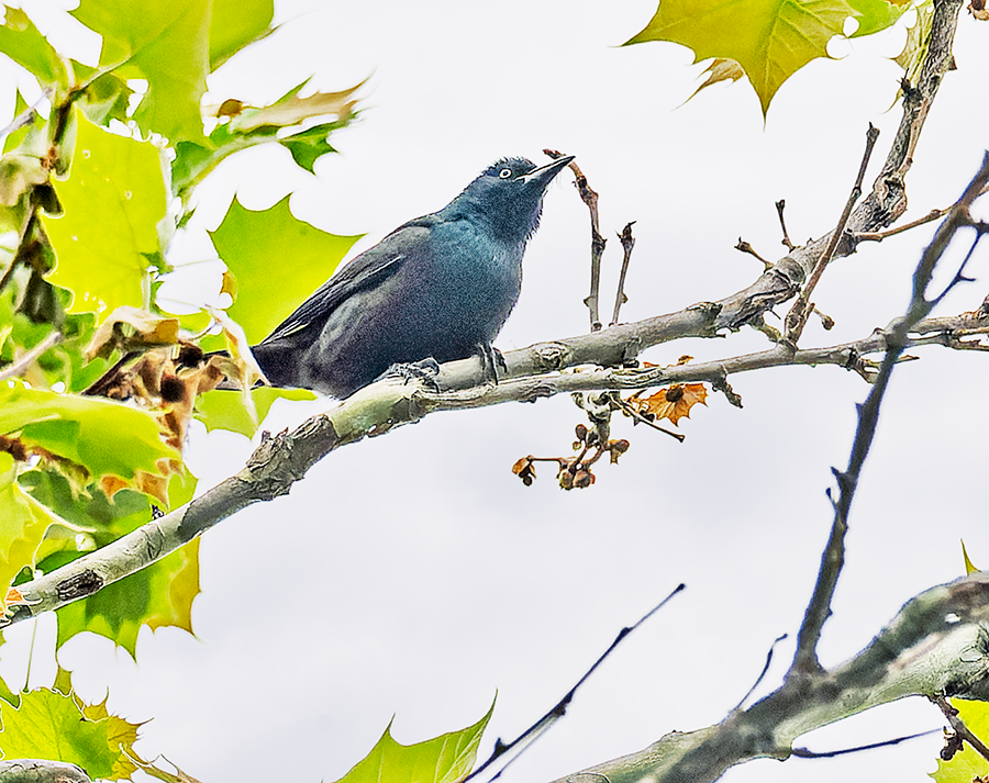 Common Grackle - Kristine Mika