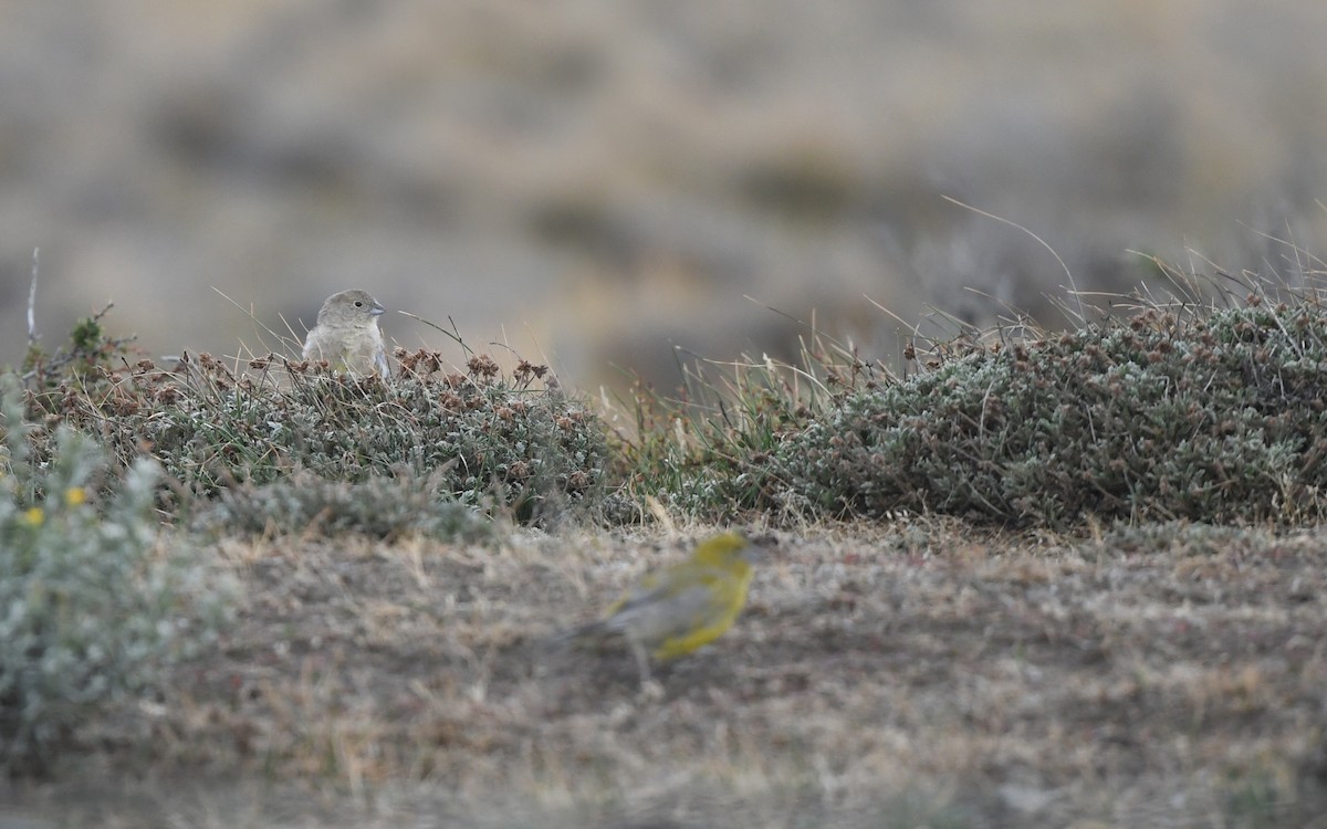 Patagonian Yellow-Finch - Christoph Moning