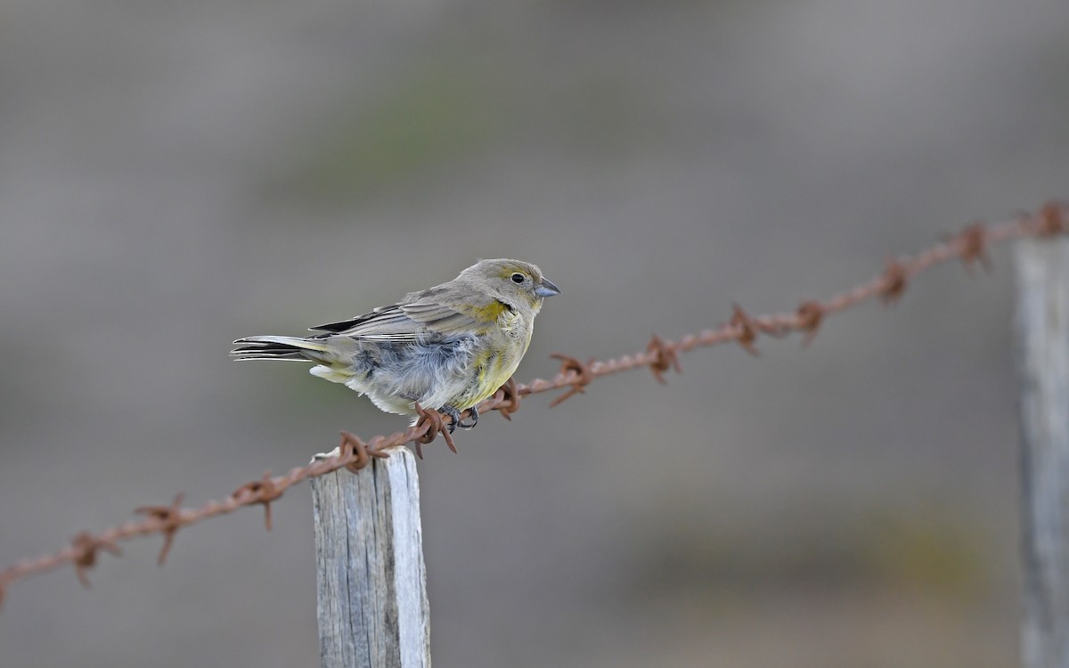 Patagonian Yellow-Finch - Christoph Moning