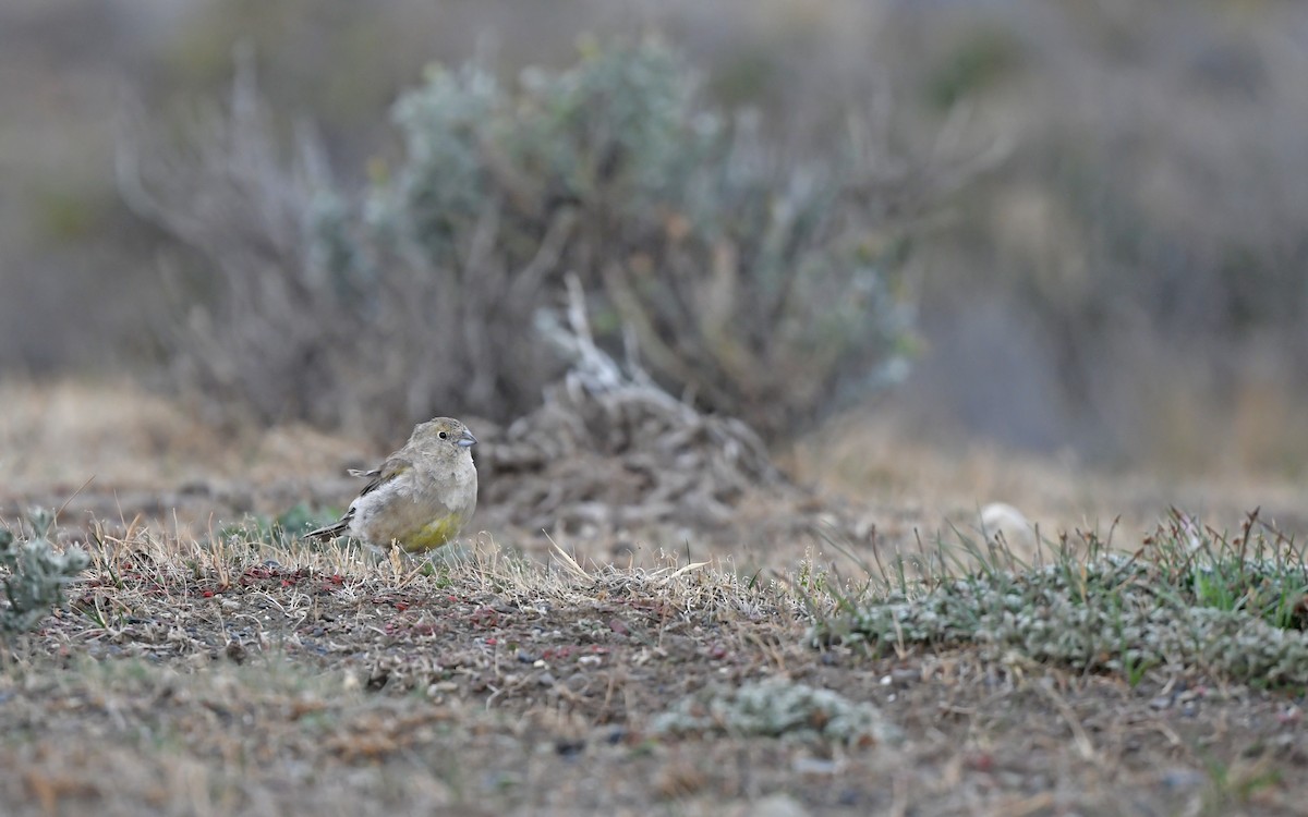 Patagonian Yellow-Finch - Christoph Moning