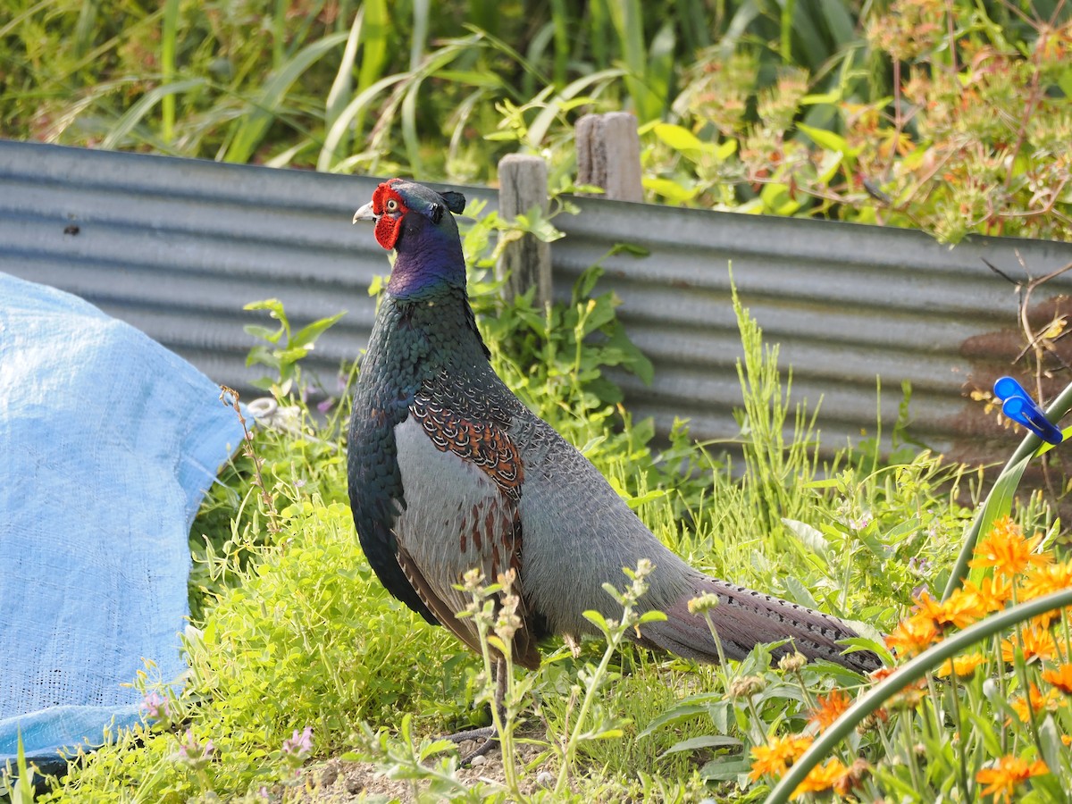 Green Pheasant - ML619482025