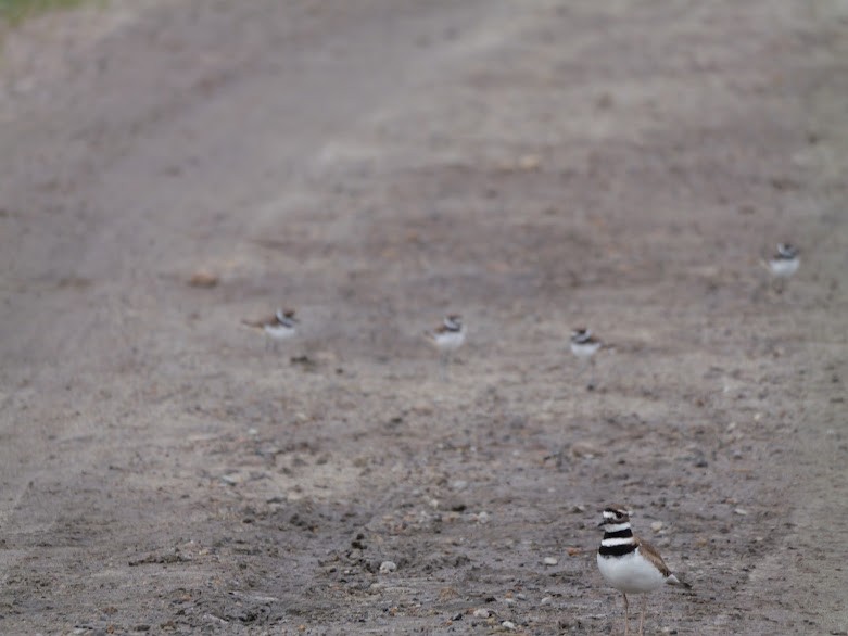 Killdeer - Mary Murphy