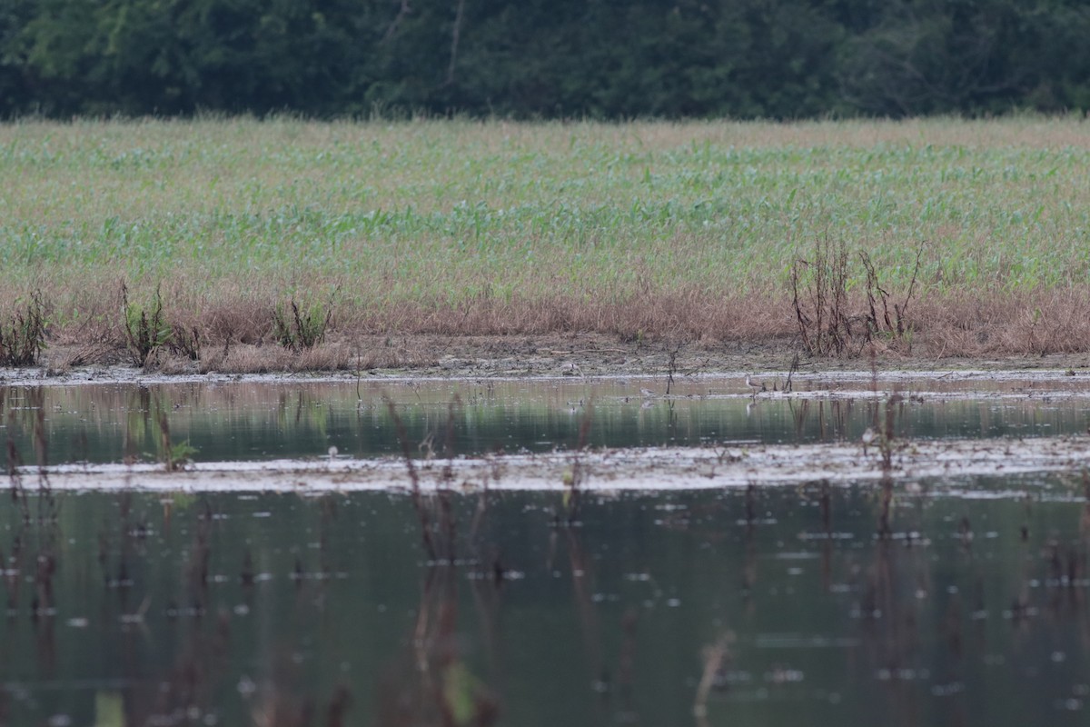 Lesser Yellowlegs - ML619482040