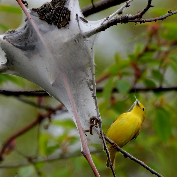 Yellow Warbler - Mary Murphy