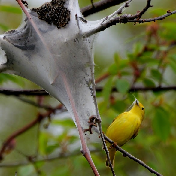 Yellow Warbler - ML619482041