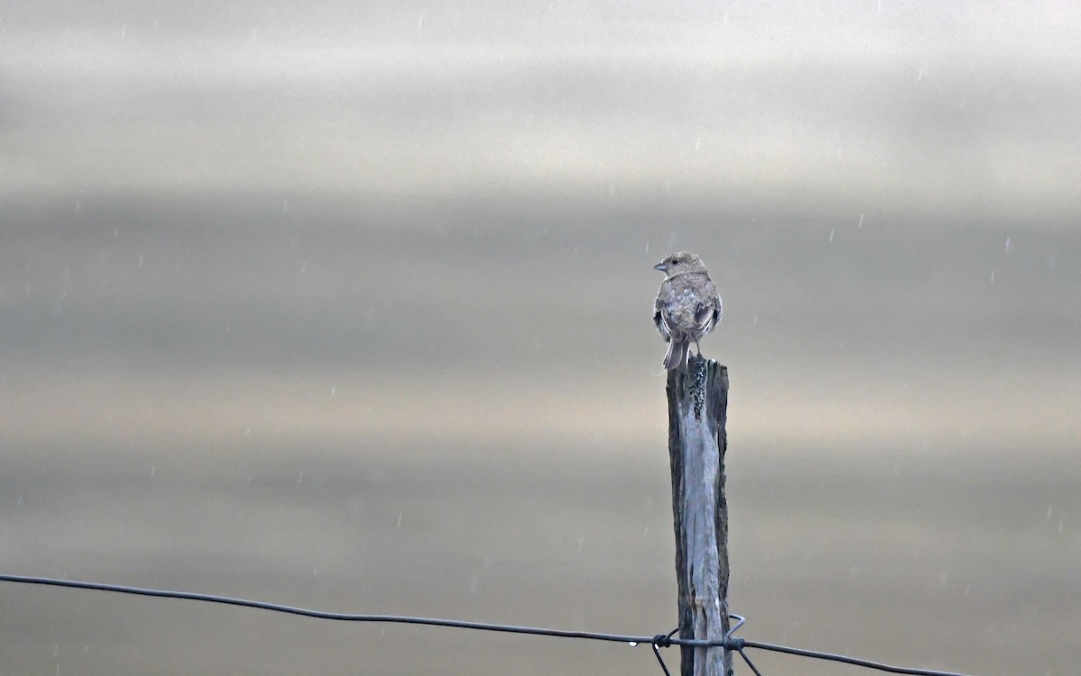 Patagonian Yellow-Finch - ML619482045