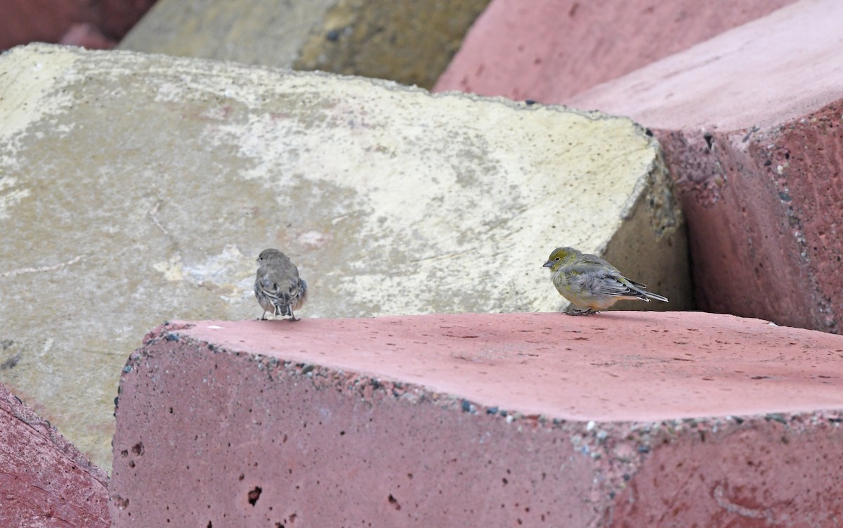 Patagonian Yellow-Finch - ML619482052