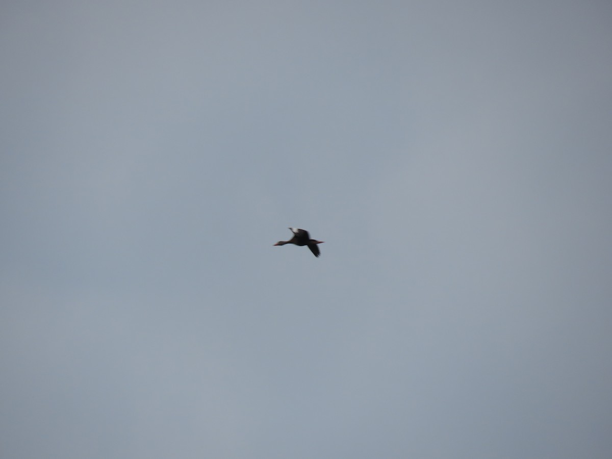 Black-bellied Whistling-Duck - Jeffrey Walck