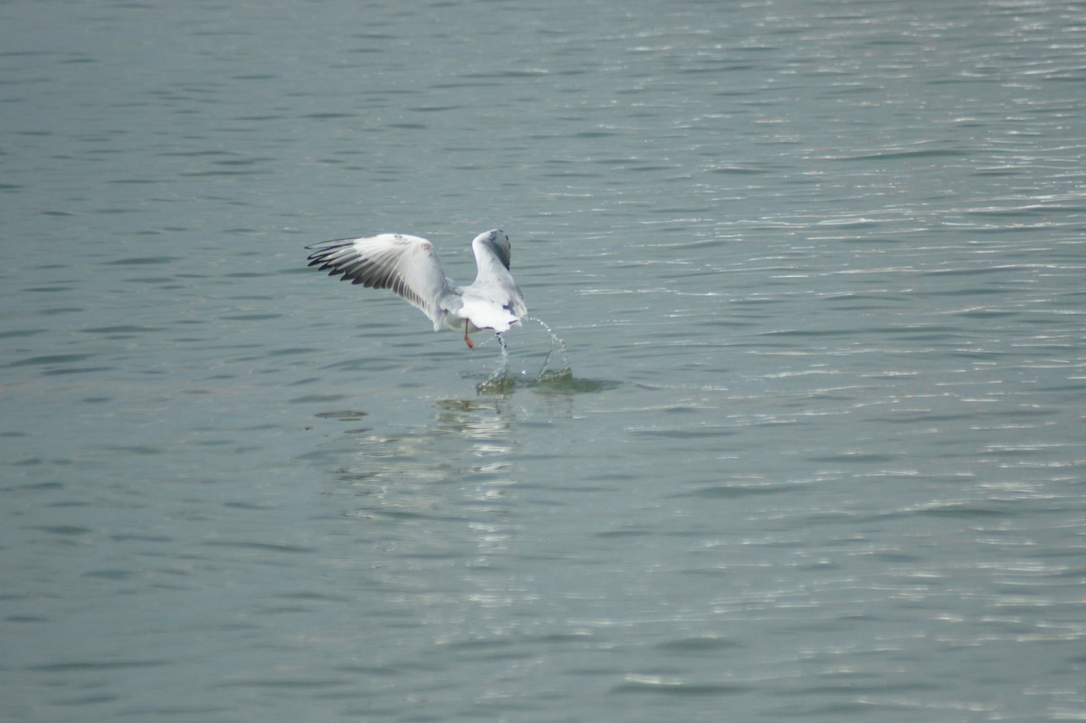 Black-headed Gull - vivy tuan