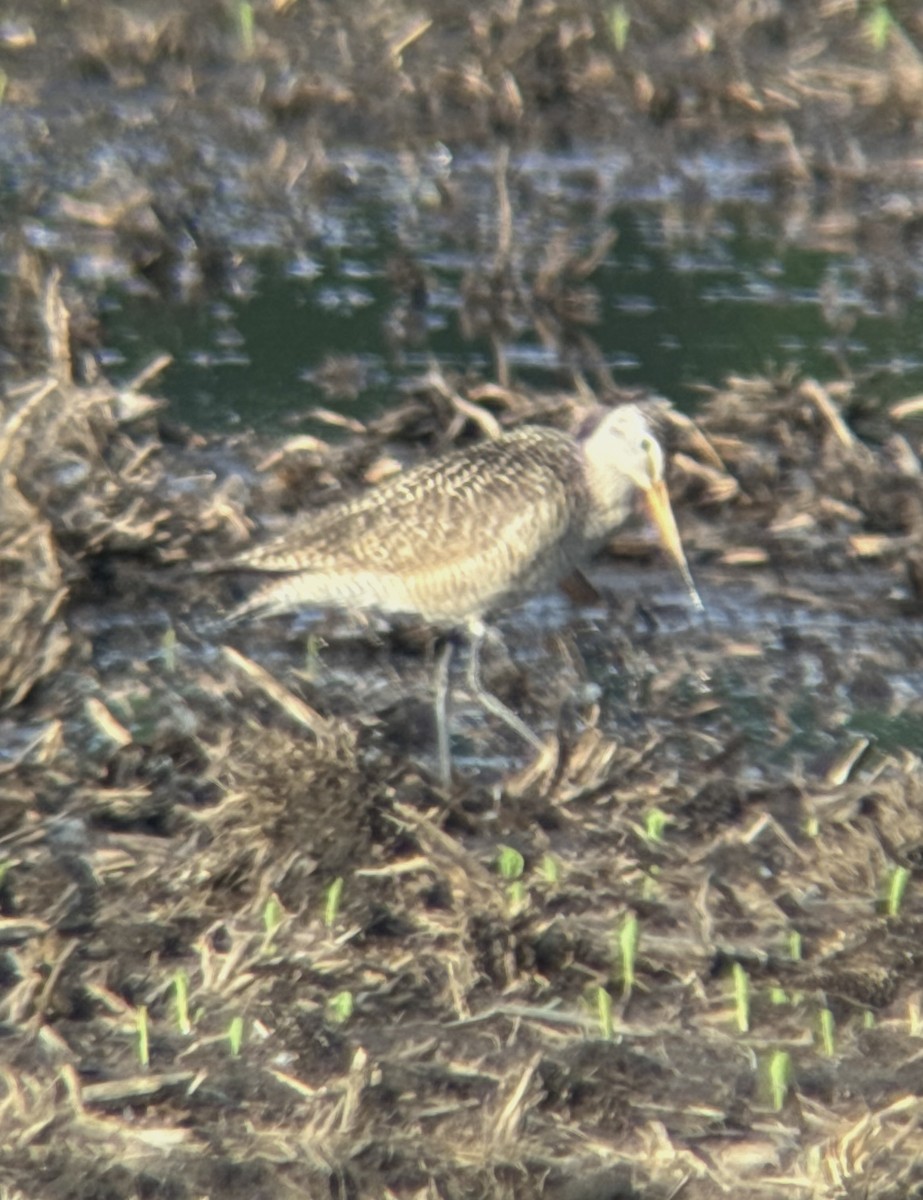 Marbled Godwit - Aaron Holschbach