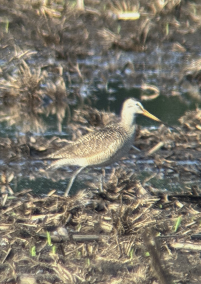 Marbled Godwit - Aaron Holschbach