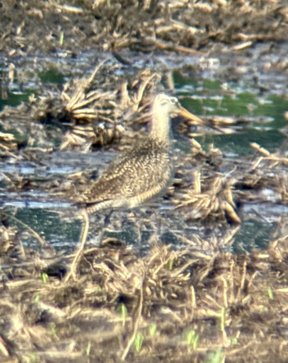 Marbled Godwit - Aaron Holschbach