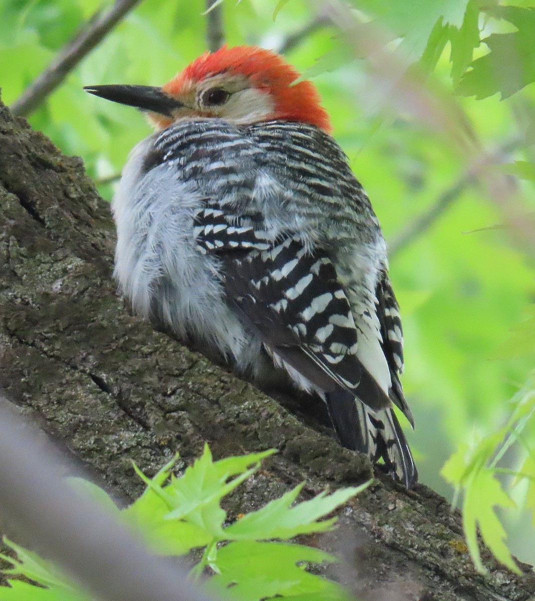 Red-bellied Woodpecker - John Parker