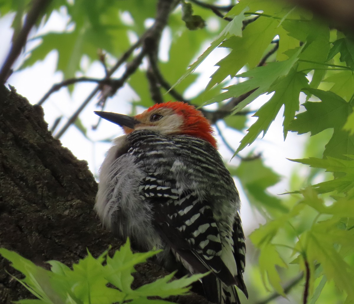 Red-bellied Woodpecker - John Parker