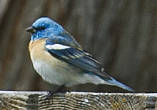 Lazuli Bunting - johnny powell