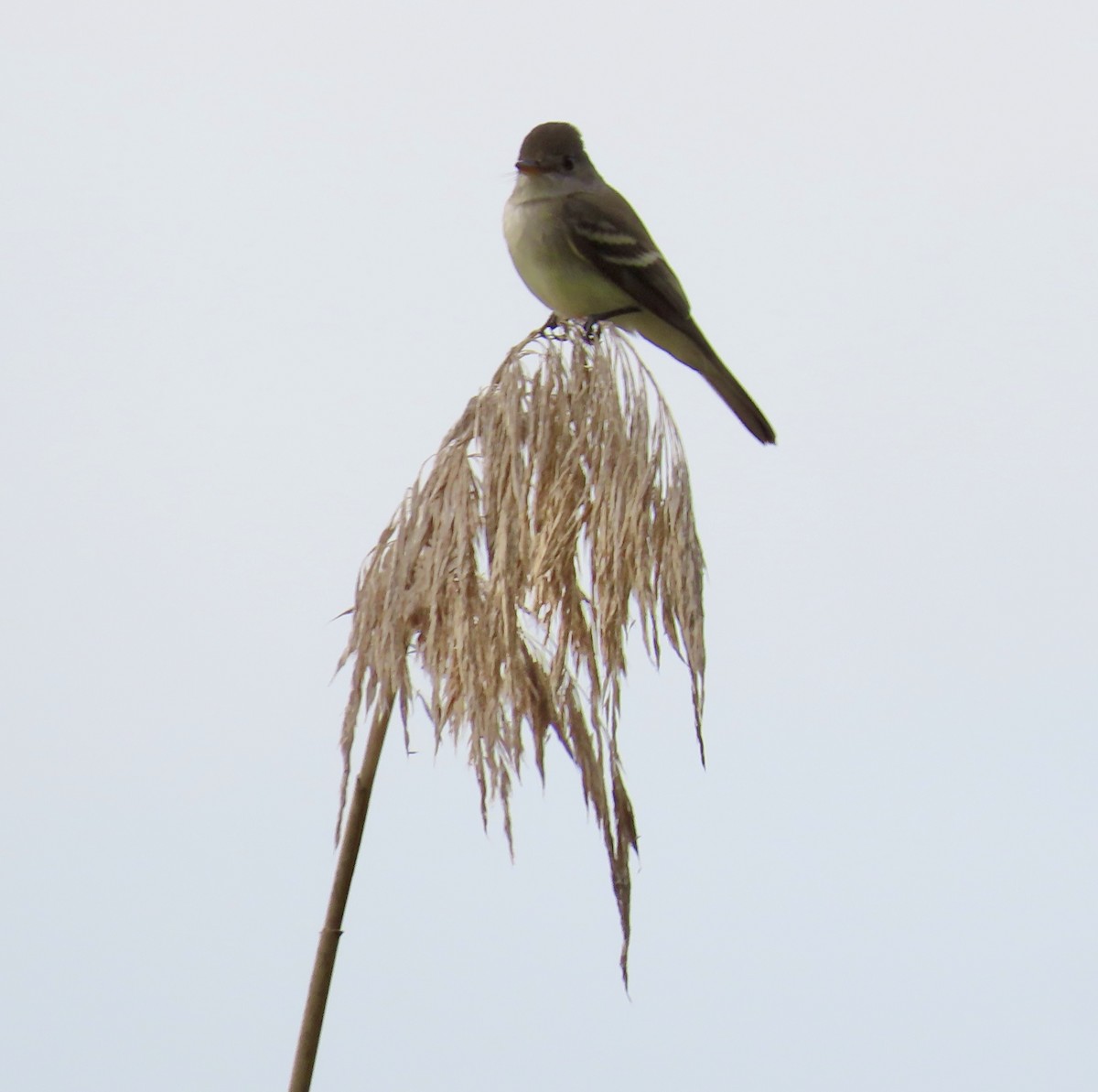 Willow Flycatcher - LouAnn O'Hora