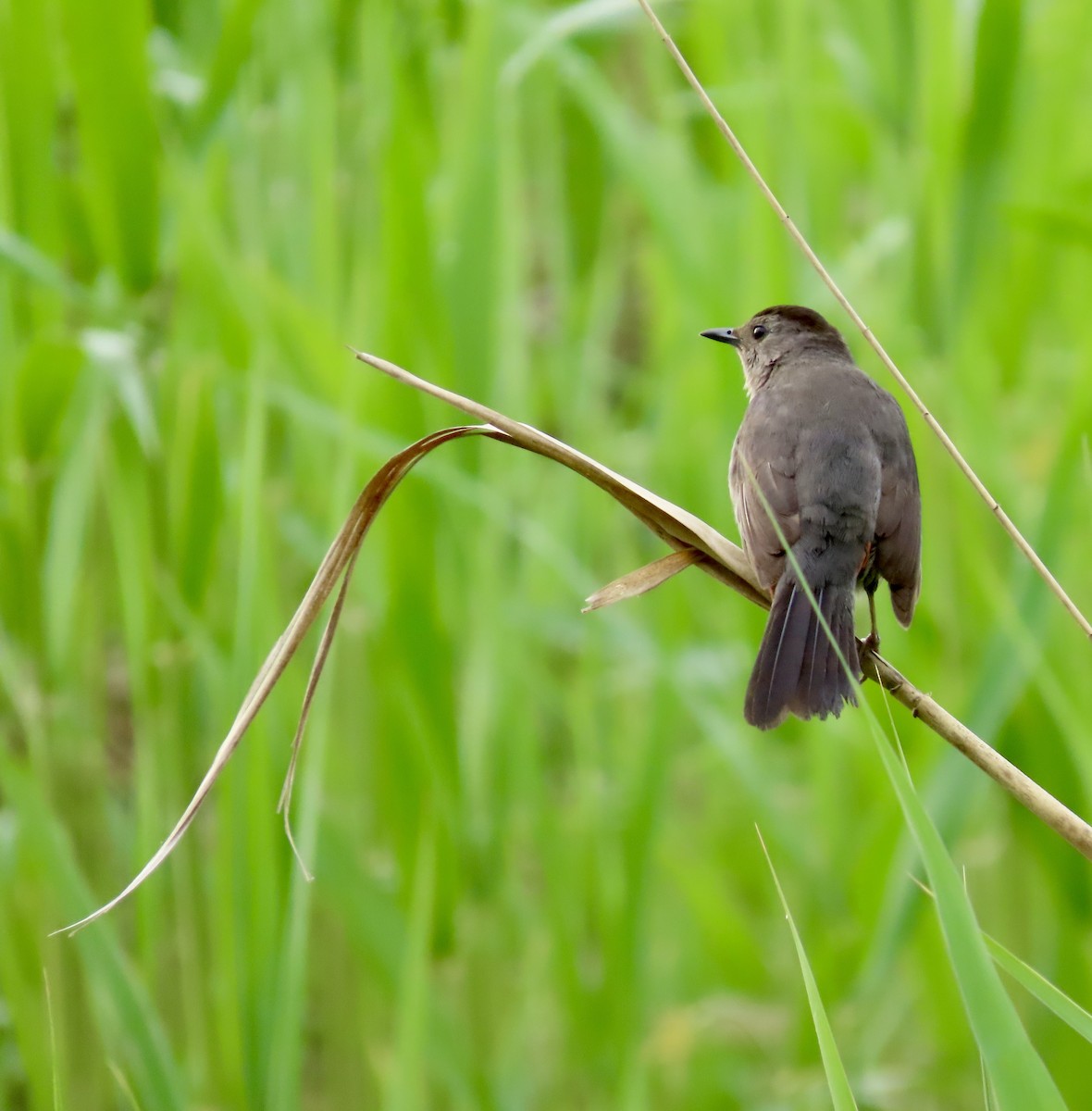 Gray Catbird - LouAnn O'Hora