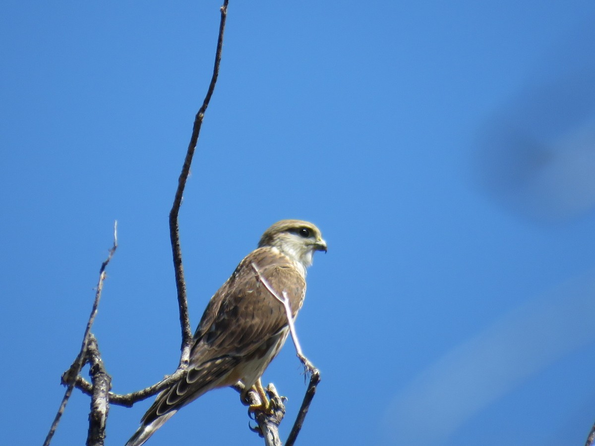 Merlin (Prairie) - Laura Wilson