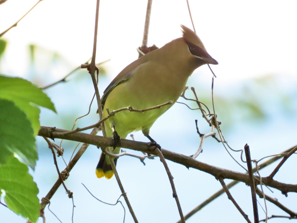 Cedar Waxwing - LouAnn O'Hora