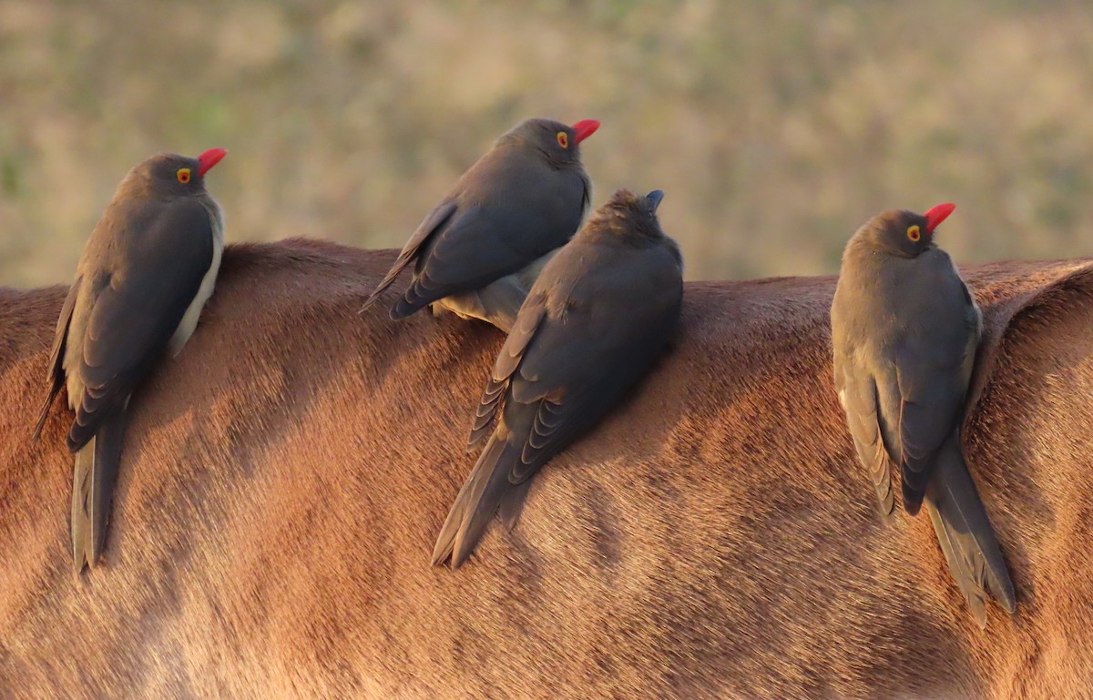 Red-billed Oxpecker - Nicholas Fordyce - Birding Africa