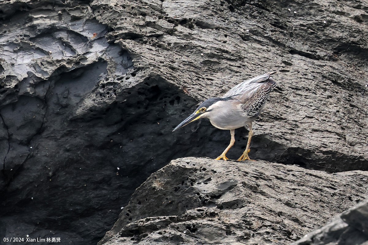 Striated Heron - Lim Ying Hien