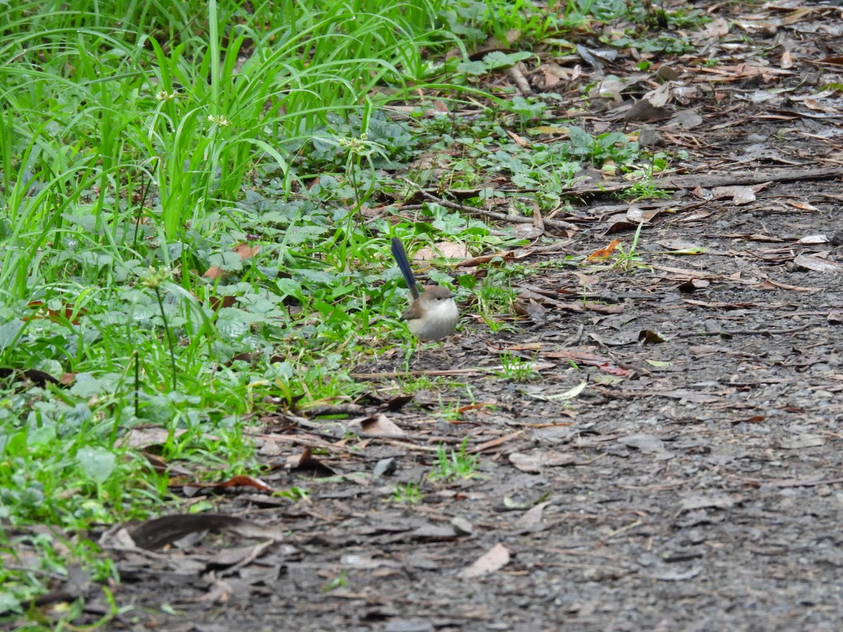 Superb Fairywren - Julie Mclennan