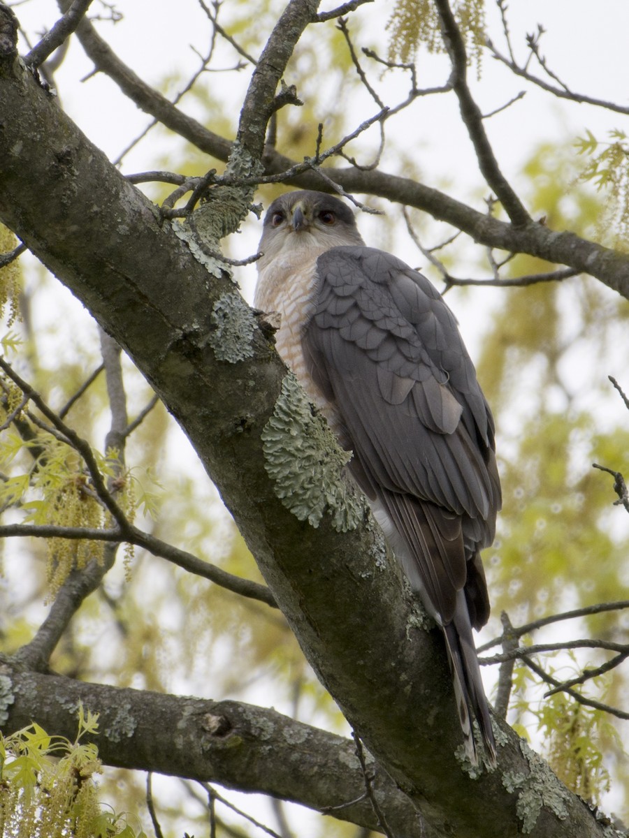 Cooper's Hawk - T C