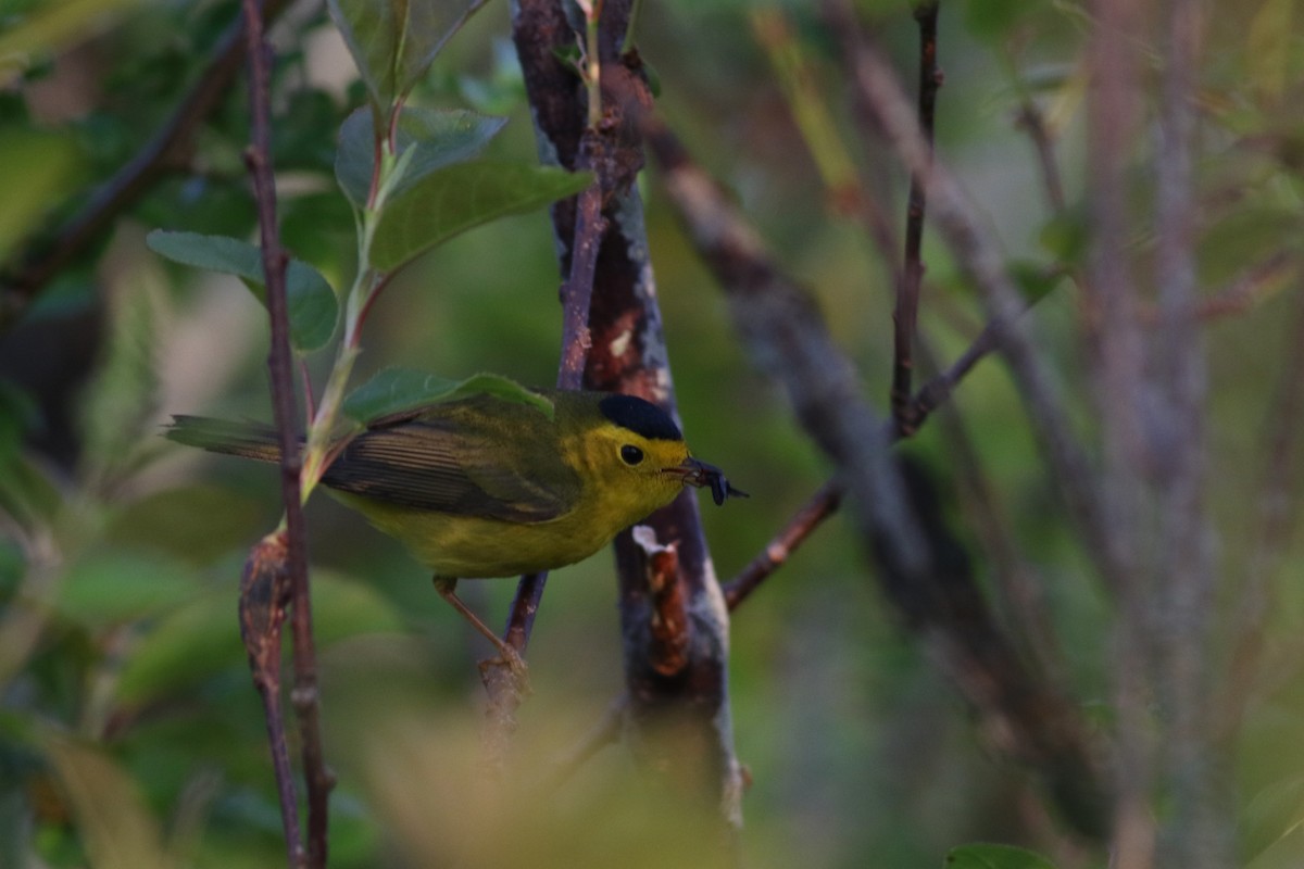 Wilson's Warbler - Lily Morello