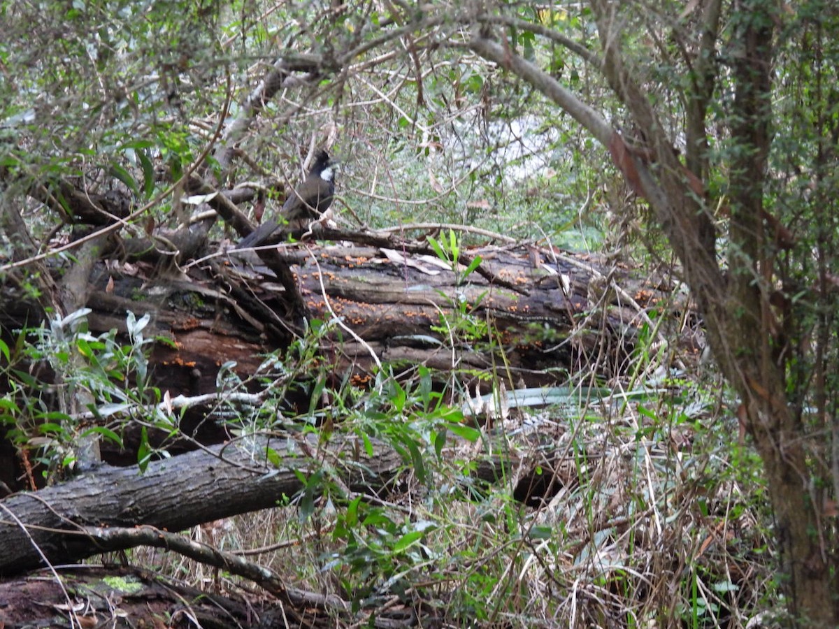 Eastern Whipbird - ML619482173