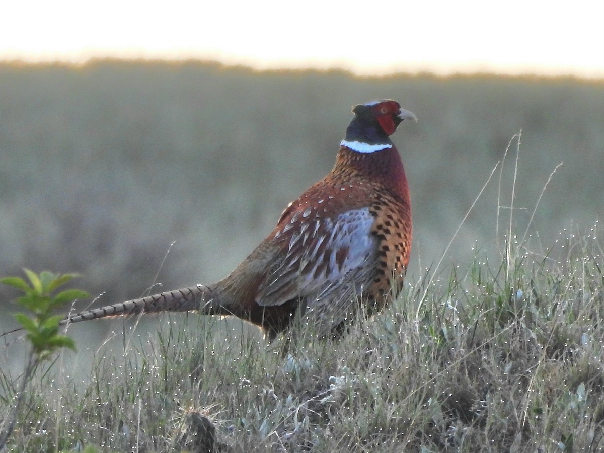 Ring-necked Pheasant - Veronica Schellenberg